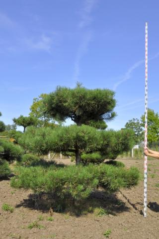 Pinus nigra ssp.nigra | bonsai (A Quality)